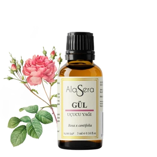 ALASERA GÜL YAĞI (ROSA X CENTİFOLİA) 5 ML